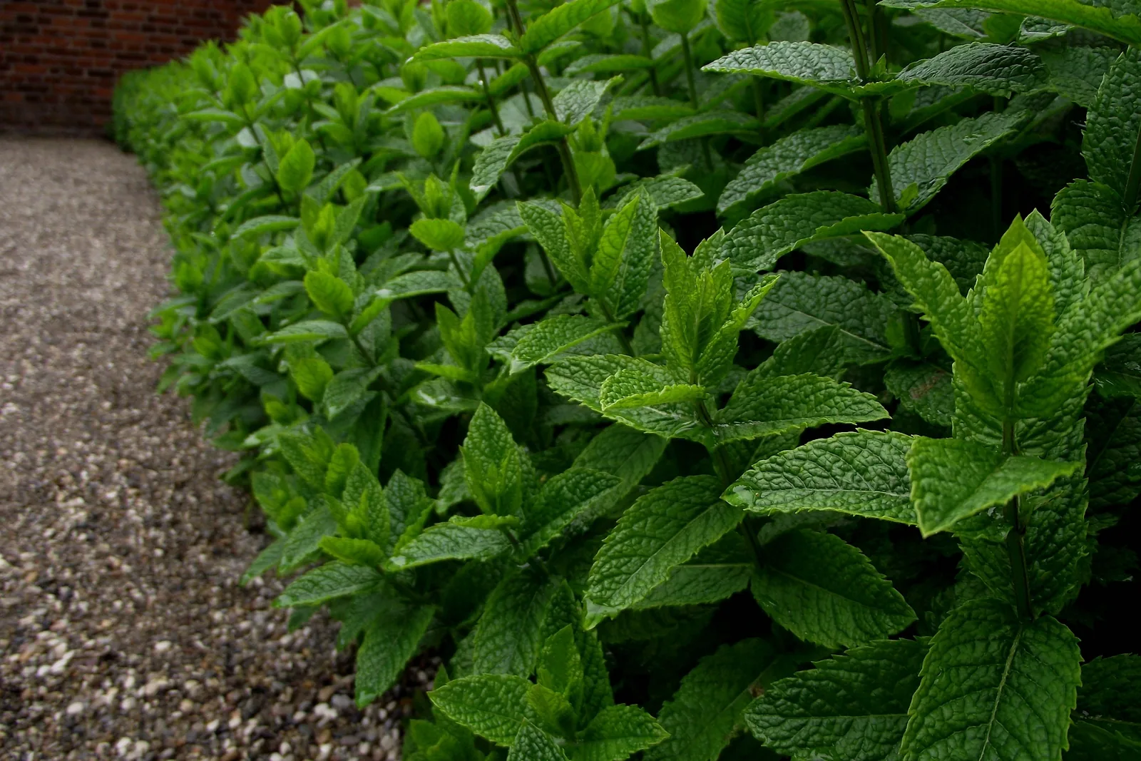 Gęsty pas mięty pieprzowej (Mentha × piperita) z ząbkowanymi zielonymi liśćmi wzdłuż żwirowej ścieżki